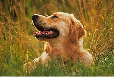 为何众多中国玩家购买Wallpaper Engine？你懂的