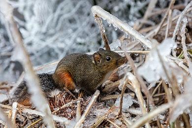 《魔兽世界》10.0版红龙新旧形象对比 性感妹变女王大人