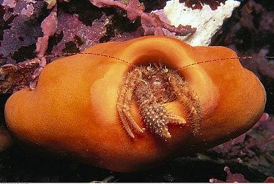 《怪物猎人 崛起 曙光》推出原声带 将于9月21日发售